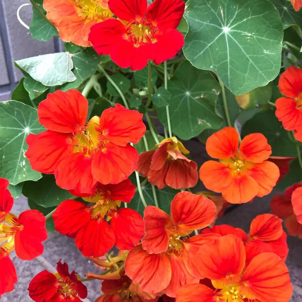 Hezhichun Red Nasturtium Seeds, 10g