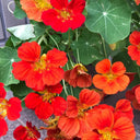 Hezhichun Red Nasturtium Seeds, 10g