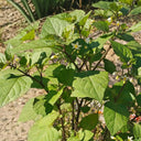 "Jinlong" Black Nightshade, 100 Seeds