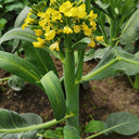 Nongyan Yellow-Flowered Chinese Kale Seeds, 20g
