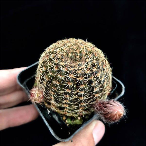 Lobivia arachnacantha,3-4cm