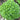 Aristotle Basil, 100 Seeds