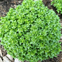 Aristotle Basil, 100 Seeds