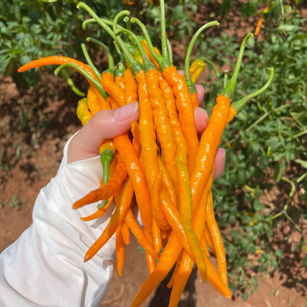 Yellow Spicy Girl Line Pepper Seeds, 2g