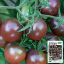 'Midnight Pearl' Cherry Tomato Seeds, 20 Seeds