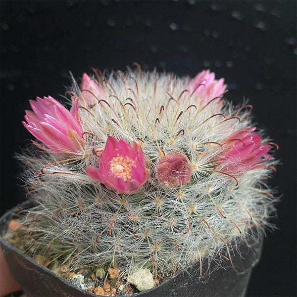 Mammillaria bocasana, 3-4cm