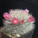 Mammillaria bocasana, 3-4cm