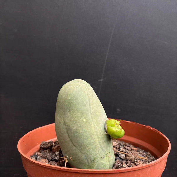Echinopsis lageniformis f. monstruosa, 6-7cm