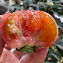 Yashu No.11 Tomato Seeds, 100 Seeds