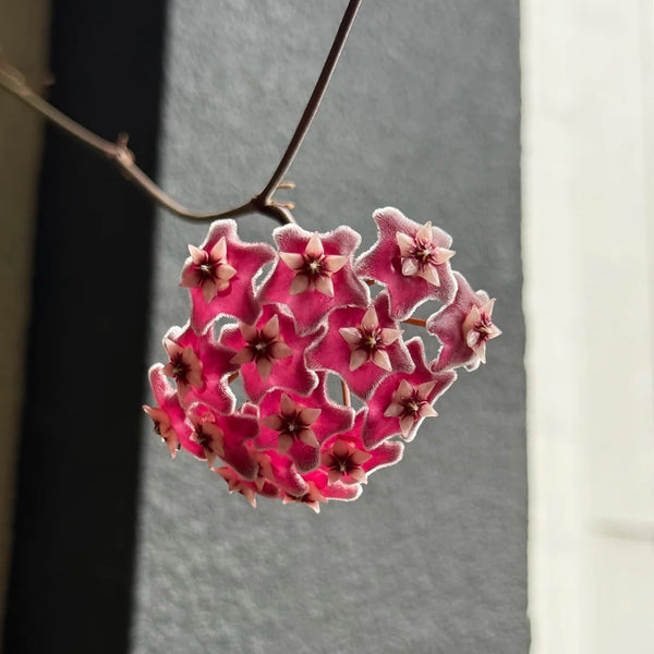 Hoya pubicalyx 'Red Button', 2 Cuttings
