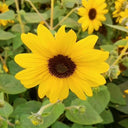 Yellow Rose Sunflower Seeds, 2g