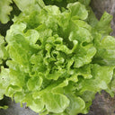 'Lvmei' Italian Lettuce Seeds, 25g