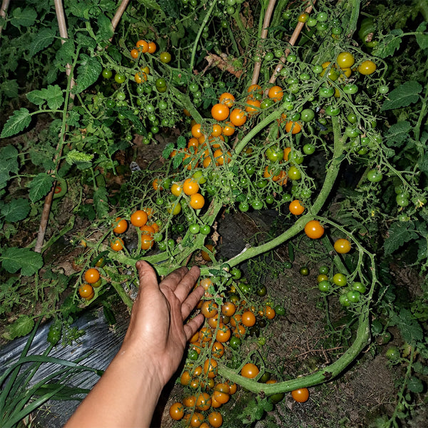 213 Ampelous Golden Bunch Tomato, 5 Seeds
