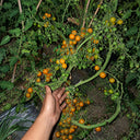 213 Ampelous Golden Bunch Tomato, 5 Seeds