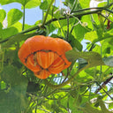 Censer Squash Seeds, 5g