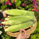 Milk Fruit Sweet Corn Seeds, 30g