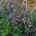 Long-haired Vetch, 500 Seeds