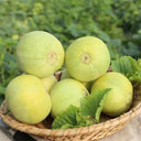 Japanese Sweet Treasure Melon Seeds, 80 Seeds