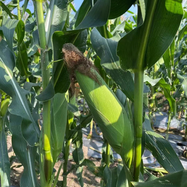 Jingkenuo 2000E Corn Seeds, 20g