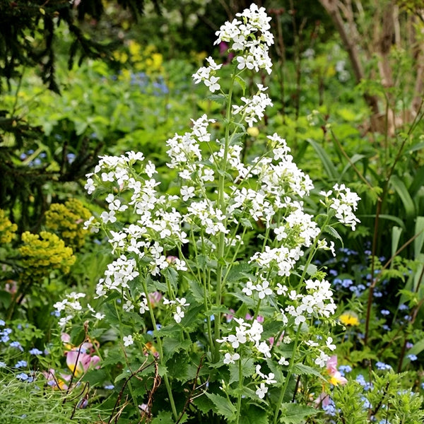 White Honesty Silver Dollar, 10 Seeds