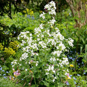White Honesty Silver Dollar, 10 Seeds