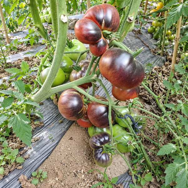 333 Dirty Curty Tomato, 5 Seeds