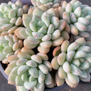 Echeveria 'Jade Ruyi', 3pcs x 1-head