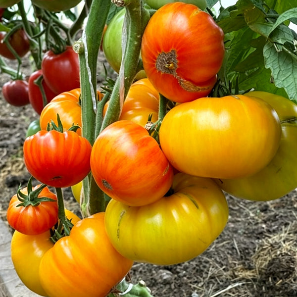 620 Cupid's Arrows Tomato, 5 Seeds