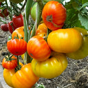 620 Cupid's Arrows Tomato, 5 Seeds