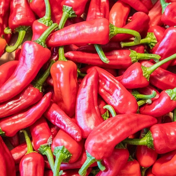 Syrian Has Goli Hot Pepper, 2~4 Seeds