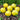 21 Lil' Peeps Micro Dwarf Tomato, 4 Seeds