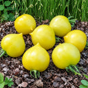 21 Lil' Peeps Micro Dwarf Tomato, 4 Seeds
