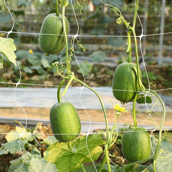 Taiwan Apple Luffa Seeds, 10g