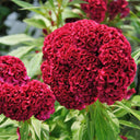 Hezhichun Red Cockscomb Seeds, 1g