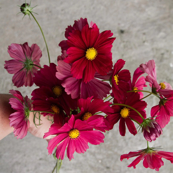 Evening Gown Red Cosmos Seeds, 2g