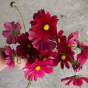 Evening Gown Red Cosmos Seeds, 2g