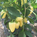 Baifumei White Chili Pepper Seeds, 15 Seeds