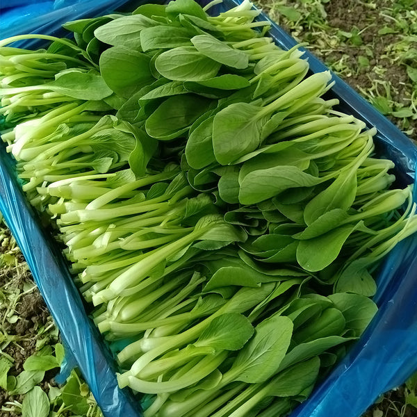'Tingmei No.1' Baby Bok Choy Seeds, 20g