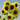 Lemon Yellow Sunflower, 150 Seeds