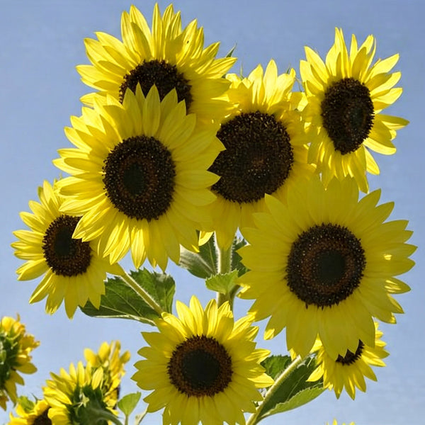 Lemon Yellow Sunflower, 150 Seeds
