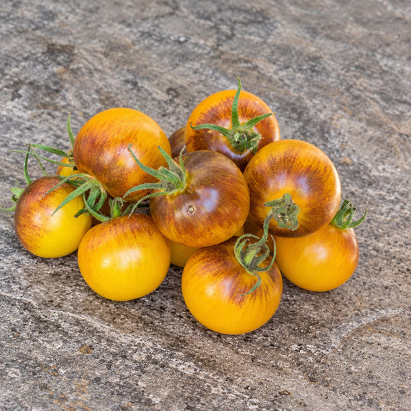 358 Edith Bernhard Tomato, 5 Seeds