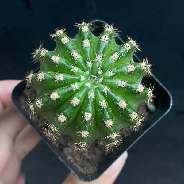 Echinopsis hybrid 'Nongtaojin', 3-4cm
