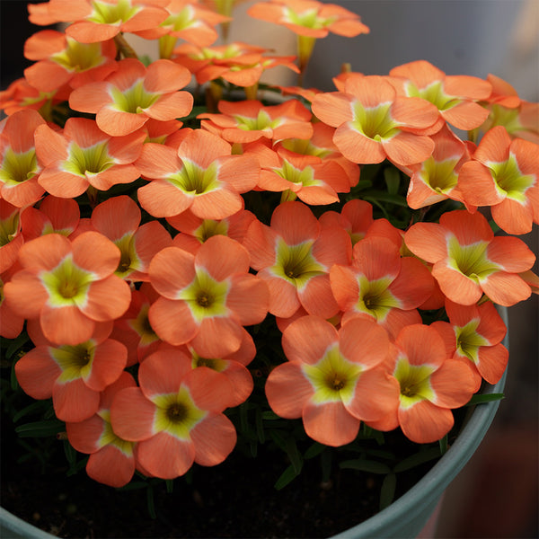 Oxalis obtusa Series Bulb - 'Rounded Venus', 2 Bulbs