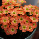 Oxalis obtusa Series Bulb - 'Rounded Venus', 2 Bulbs