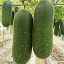 Baoxing F1 Hybrid Hairy Gourd, 50 Seeds