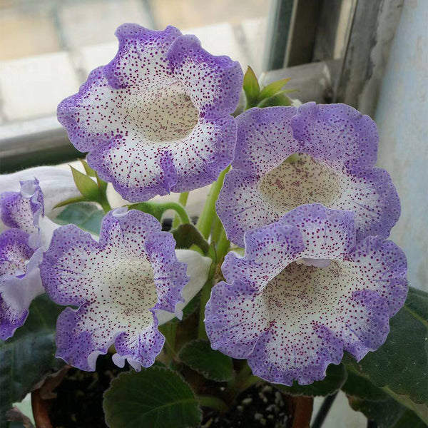 Gloxinia, 50 Seeds (Mixed 10+ Varieties)