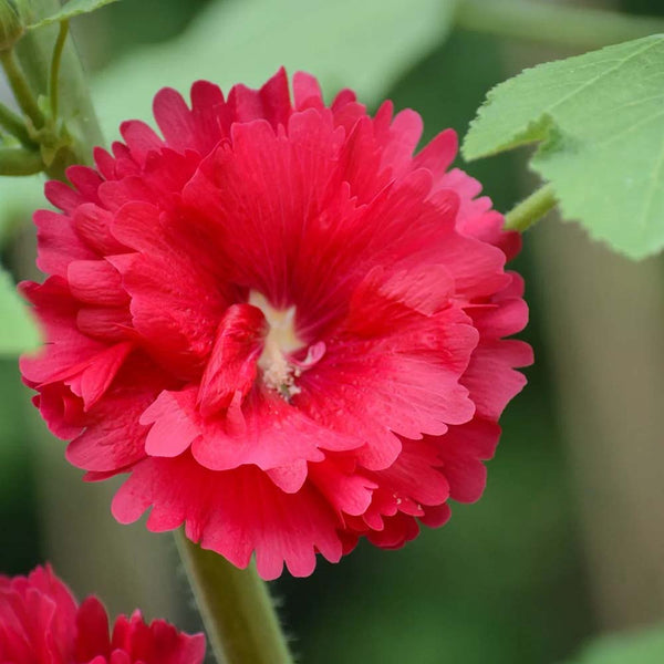 W964 Tall Double Red Hollyhock, 10 Grams ≈ 500 Seeds