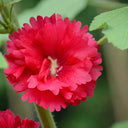 W964 Tall Double Red Hollyhock, 10 Grams ≈ 500 Seeds