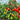 100 Tumbling Tiger Tomato, 5 Seeds