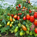 100 Tumbling Tiger Tomato, 5 Seeds